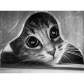 Brenda Johnsons foto