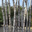 Tall Birch Tree Trunk Screen