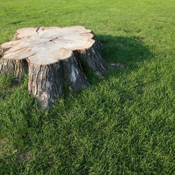 5 Reasons To Grind Your Tree Stumps