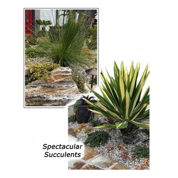 Succulents, Water-wise, Grasses, Rock Gardens