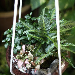 Jungle Bowl : Pteris Fern + Champagne Bubbles + Fittonia - Plants