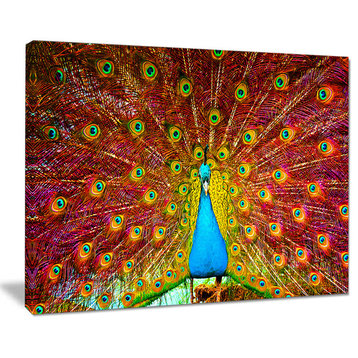 "Peacock Dancing" Animal Photography Canvas Print, 40"x30"