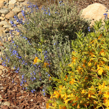 Arresting Dunes - Coastal Gem Garden