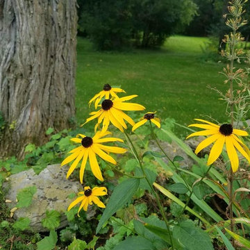 Low Maintenance Wildlife Garden in New York's Capitol Region