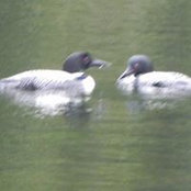 Marlene Beattie's photo