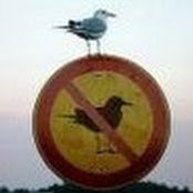 Phil Loesch's photo