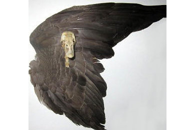 Custom Goose Wing / Skull