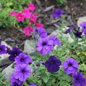 Angie Darnell's photo