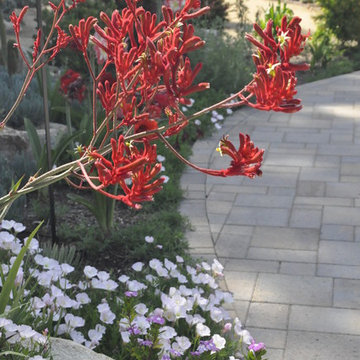 Rancho San Diego Mediterranean Garden