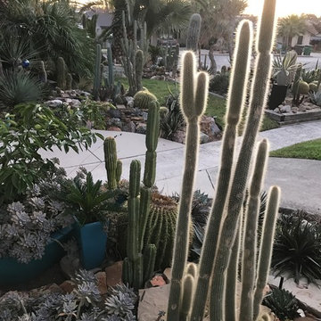 Miscellaneous Cacti & Succulent Landscapes by Rhinamic