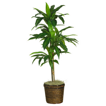 48" Dracaena With Basket Silk Plant, Real Touch