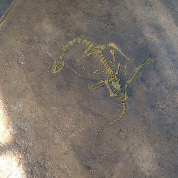 Dinosaur fossil