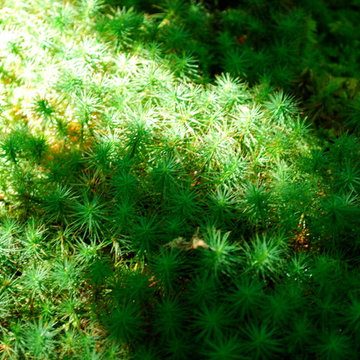 Moss garden