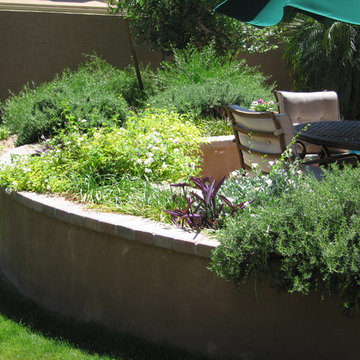 Happy Together! Colorful Desert Plant Combinations