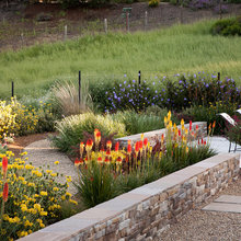 perennials