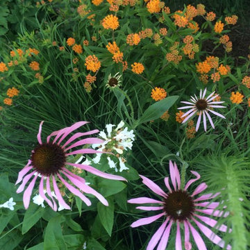 Native Perennial Border
