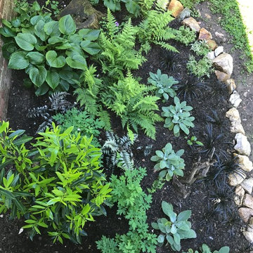Chevy Chase Foundation Planting