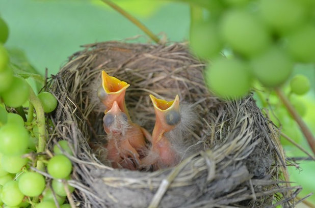 What to Know About Birds Nesting in Your Yard