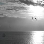 Tonie Dickmann's photo