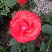 Foto von Ginette Béliveau