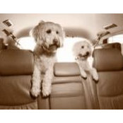 Alison Banet's photo