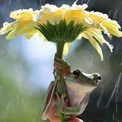 Mehja Bee's photo