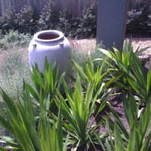 Native garden
