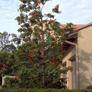 Flowering Trees