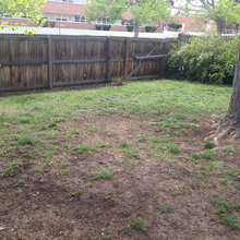 What should I do with my backyard??