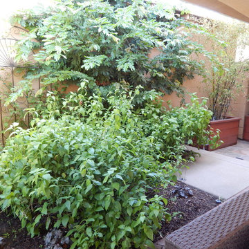 Lush Drought Tolerant Garden