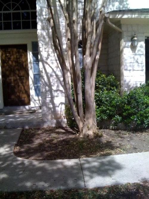 Smallish shrubs for under crepe myrtle tree