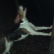 Hickory Kennels's photo