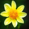 Sage Landscape Design's profile photo