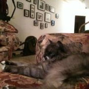 Samia Al-Bargawi's photo