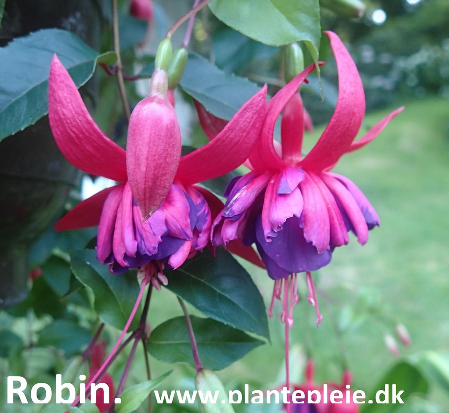 Fuchsia liste 2020 (her ses fotos af en mindre del af de fuchsia vi producere)