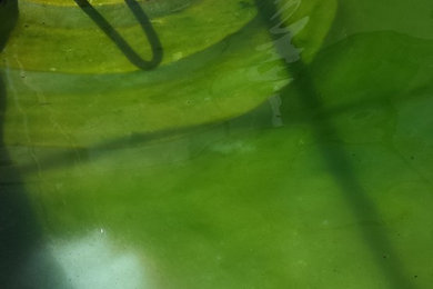 Turning a pool full of algae to a crystal clear swimming pool