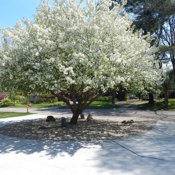 Mid Century Brick Ranch