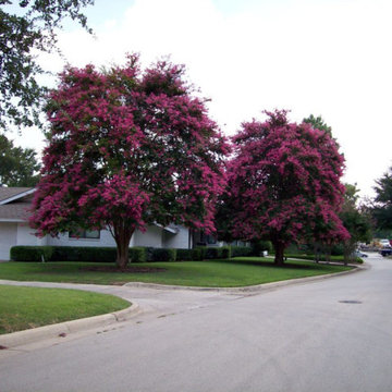 Trees We Love for North Texas