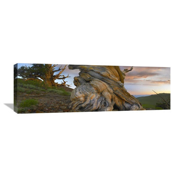 "Foxtail Pine Tree, Sierra Nevada, California" Artwork