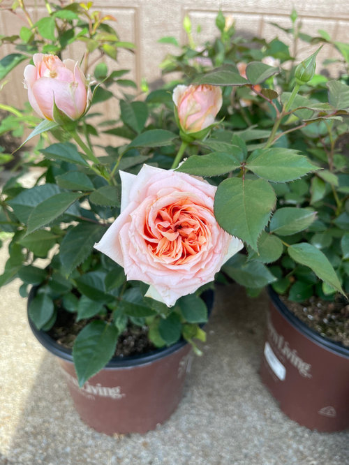 New roses found in walmart