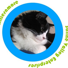 Kittiesnmore