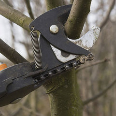 Mol Tree Service Ltd.