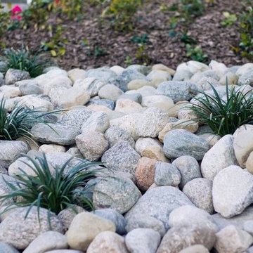 Drought Tolerant Plants