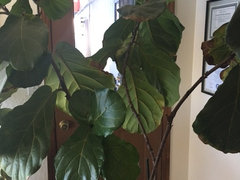 figleaf training