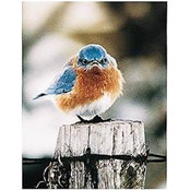 Janet Satterthwaite's photo