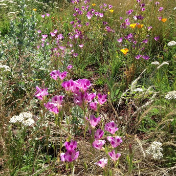 A native filled meadow takes root on the roof.
