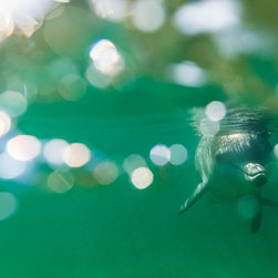 Sparkles and Smiles by Joel Coleman - Photographs