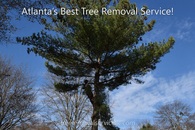 Tree Removal Project in Alpharetta, Georgia