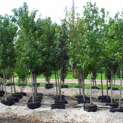 PLANT MATERIALS - Products