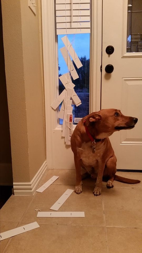 Front Door Sidelight Privacy Options With Rambunctious Guard Dog Front Door Sidelight Privacy Options, Ways To Cover Sidelights